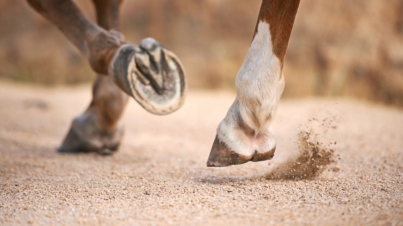 Close-up of a horse's hooves walking on a dirt path