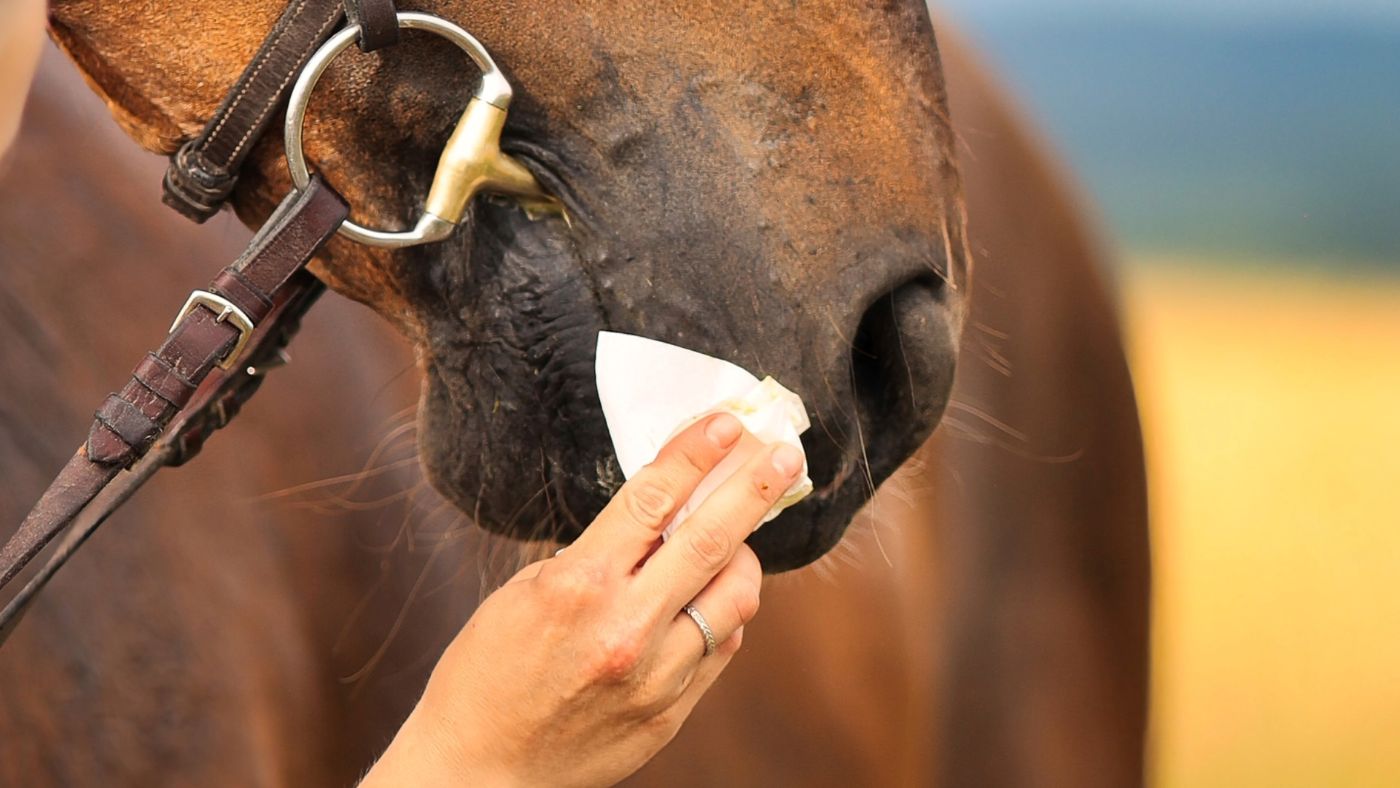 Horse having his muzzle cleaned with a tissue by a hand with a blurred natural background