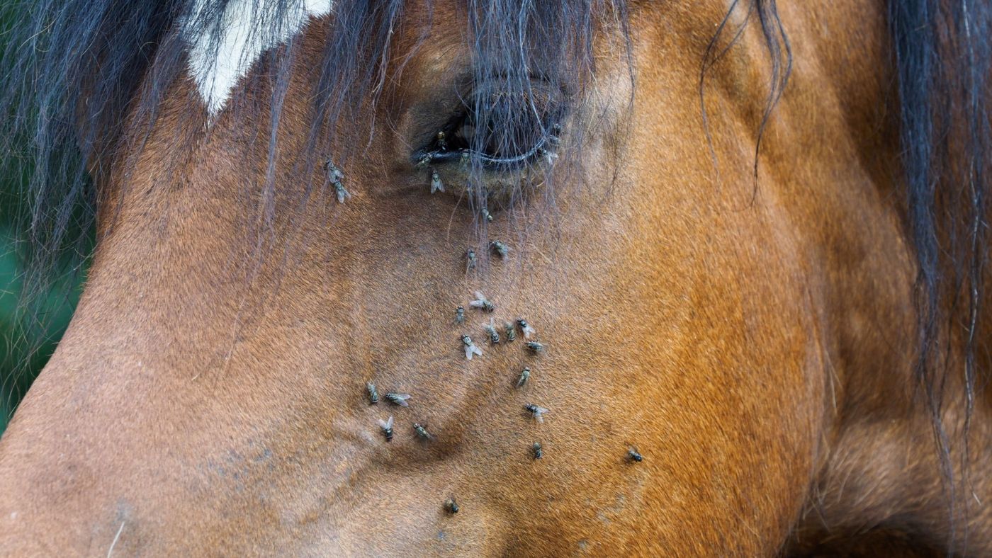 Close-up of a horse's face with flies on its skin