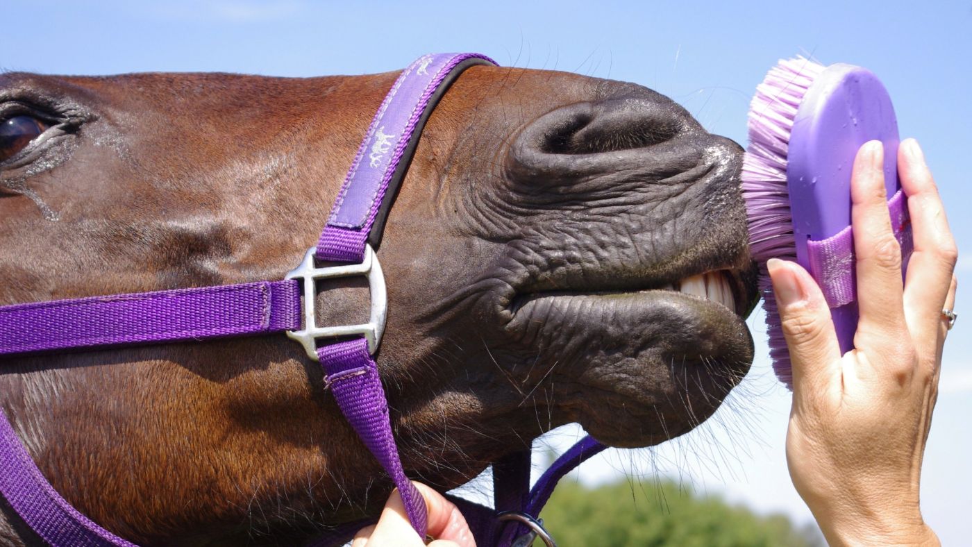 Horse being groomed with a brush held by a person against a clear blue sky.