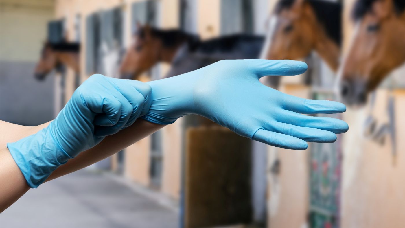 Hand wearing a blue surgical glove with horses in the background