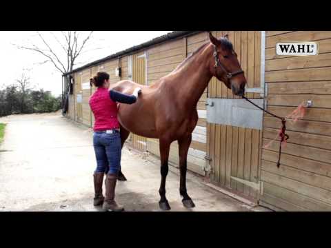 Demonstration video on how to use the Wahl rubber curry comb on a horse